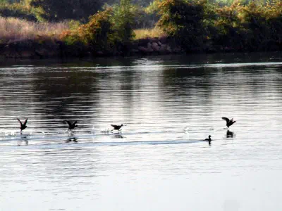 Birds on Manavgat River