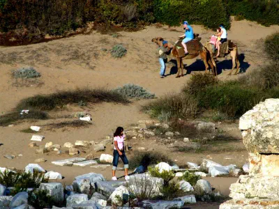 Camels at the beach