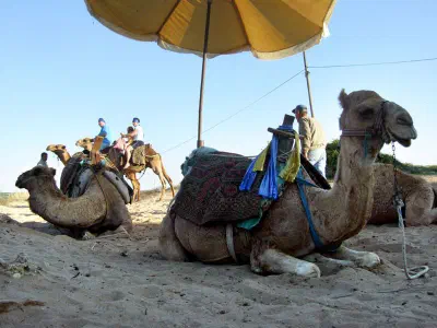 Camels at the beach