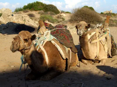 Camels in the beach