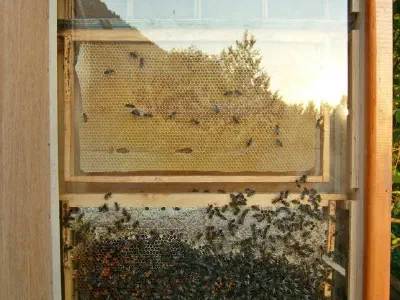 Caucasian bees inside the area produce unique honey.