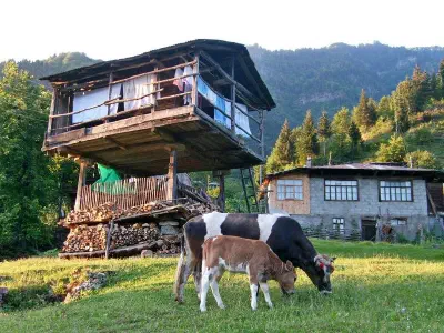 Serender and cows.