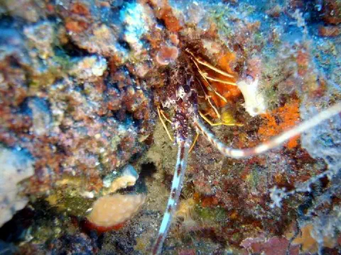 Ayvalık - Underwater