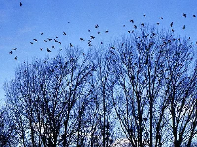 Trees and birds at the Van Lake