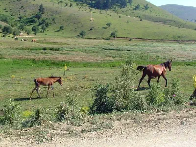 You can see horses around the lake.