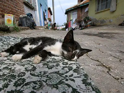 A lazy cat on the street