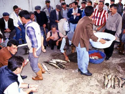 Fish auction