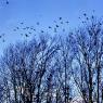 Trees and birds at the Van Lake