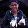 Boy with rabbits