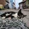 A lazy cat on the street
