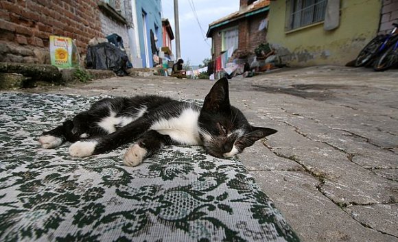 A lazy cat on the street