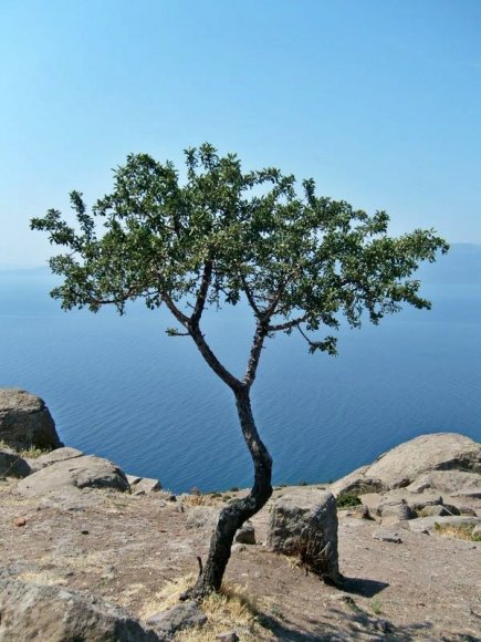 A tree on Behramkale.