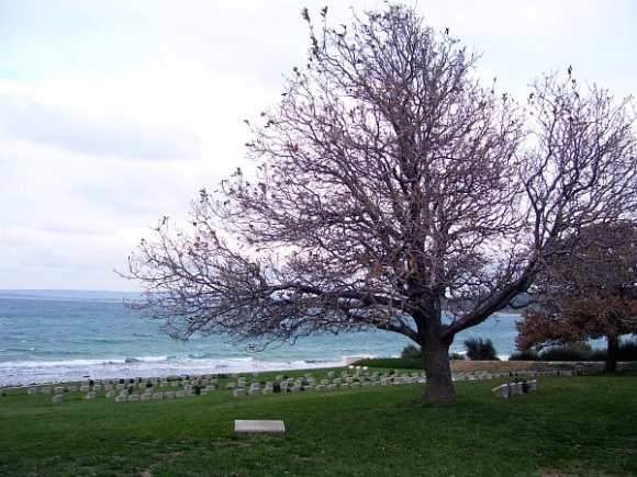 Ari Burnu Cemetery