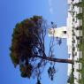 Gallipoli, Lone Pine - Gravestones