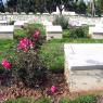 Pink Farm Cemetery