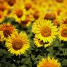 Edirne - Sunflowers from the Edirne
