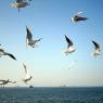 Seagulls