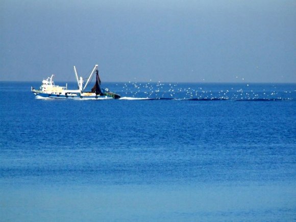 Foça - Fishing