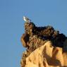 Foça, A sea gull on Siren Rocks