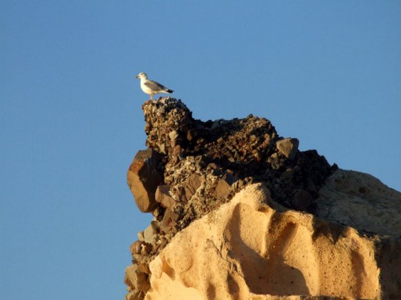 Foça, A sea gull on Siren Rocks