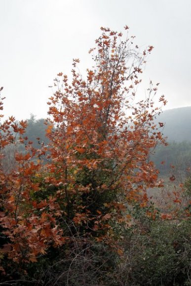 A tree in trekking route in Nazarköy