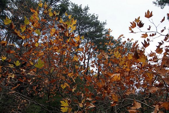 A tree in trekking route in Nazarköy