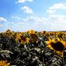 Kırklareli - Sunflower Fields