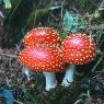 Kaçkarlar - Mushroom in Kaçkarlar region