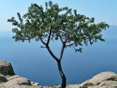 A tree on Behramkale.