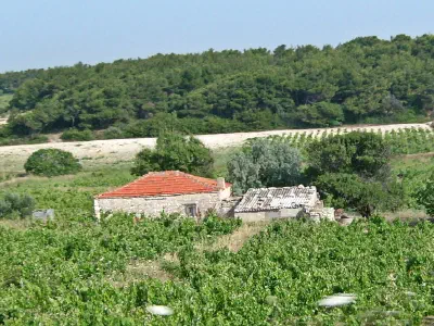 Bozcada is famous with its vineyards and grapes.
