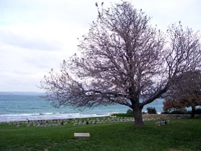 Ari Burnu Cemetery