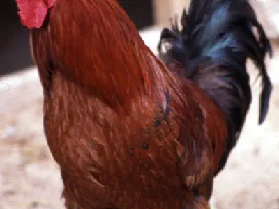 Denizli rooster