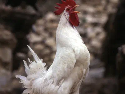 Denizli rooster