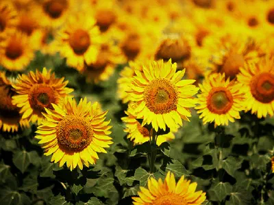 There are many sunflower fields in the city.
