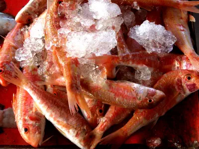 Fishes in fish market