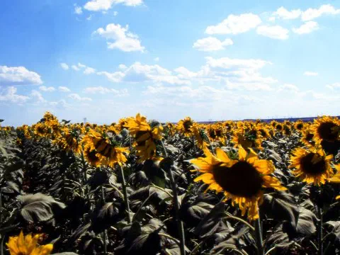 Sunflower Fields