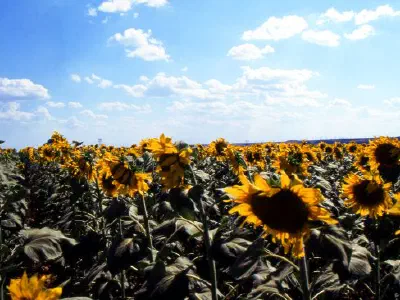 Sunflower field