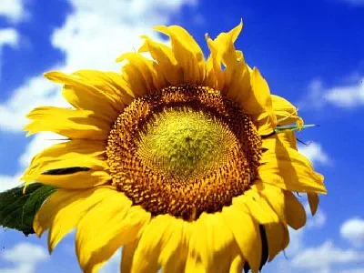 Sunflower