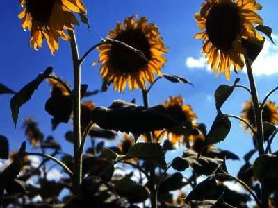 Sunflowers