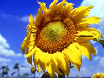 Sunflower