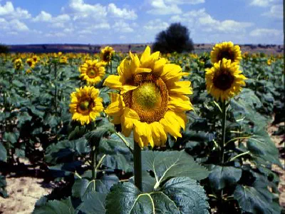 Sunflower field