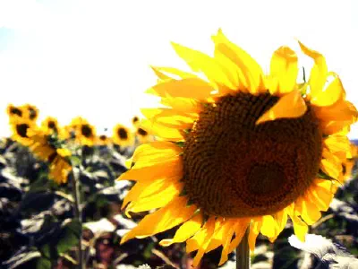 Sunflower field
