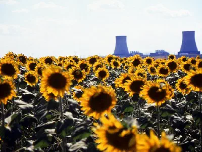 Sunflower field and on the back side you can see Hamitabat Natural Gas Power Plants in Lüleburgaz, Kırklareli.