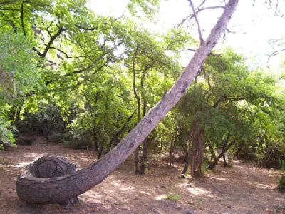 A tree that you can see at the end of the İnbükü Camping area. Strange twist on the stem.