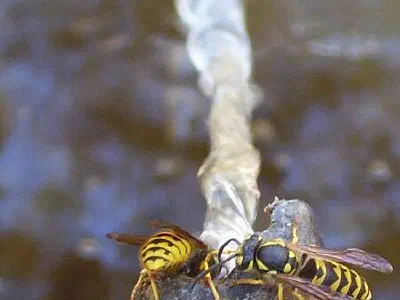 Datça is famous with its honey. Time to drink water for tired bees :).