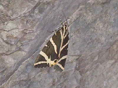 Tiger Butterfly in Kabak Valley