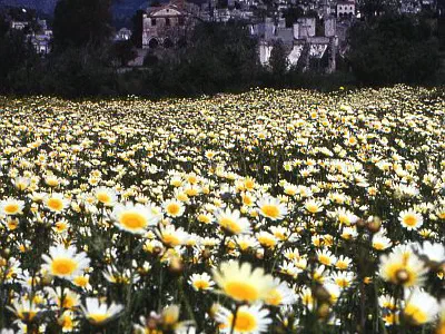 Daises in Karaköy