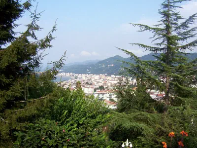 Rize between trees.