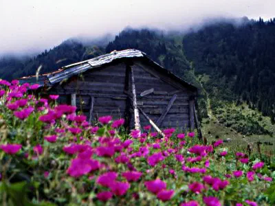 Area has many wonderful flowers and it is mostly foggy