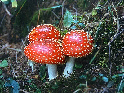 Mushroom in Kaçkarlar region